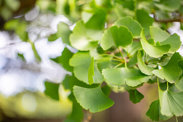 Close up of fresh vibrant green ginkgo biloba leaves.