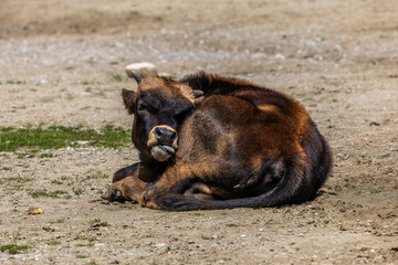 Young baby Heck cattle, Bos primigenius taurus or aurochs in a German park