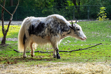Fototapeta premium The domestic Yak, Bos mutus grunniens in a park