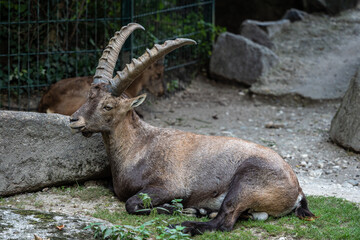 Male mountain ibex or capra ibex on a rock