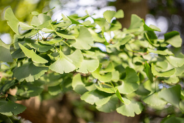 Close up of fresh vibrant green ginkgo biloba leaves. Natural foliage background.