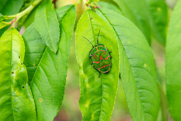 Green and red stink bugs called forest jewels