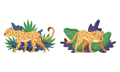 Spotted Leopard or Jaguar with Yellow Skin Standing in Tropical Leaves Vector Set © Happypictures