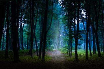 Fototapeta premium Spooky trail in dark foggy forest. Creepy woods for Halloween
