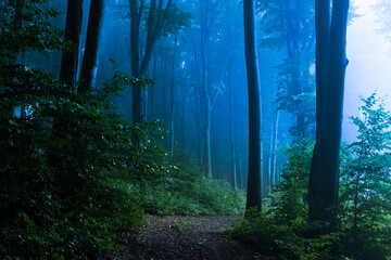 Obraz premium Strange light in dark spooky foggy forest. Blue mist in the woods