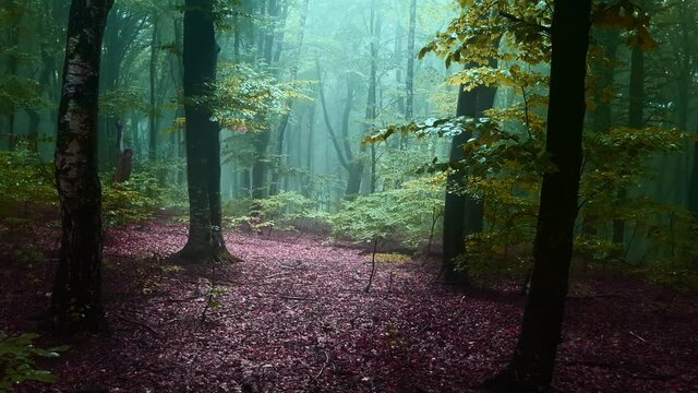 Fairytale foggy forest. Strange light in the forest. Halloween woodland