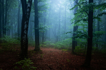 Calm romantic light in foggy forest. Halloween spooky place - 457067408