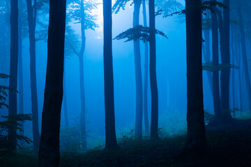 Creepy old dark foggy forest. Blue mist in the woods. Halloween location