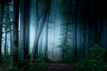 Naklejka premium Spooky trail in dark foggy forest. Creepy woods for Halloween