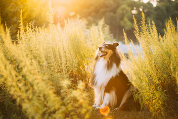 Tricolor Rough Collie, Funny Scottish Collie, Long-haired Collie, English Collie, Lassie Dog Sitting In Green Grass In Sunny Summer Evening