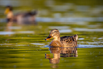 mullard duck, wild duck, wildlife duck,