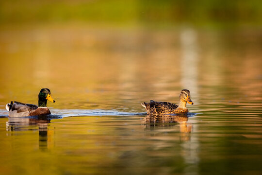 mullard duck, wild duck, wildlife duck,