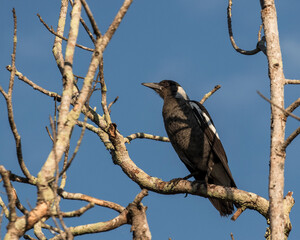 magpie bird perched on a branch in a tree