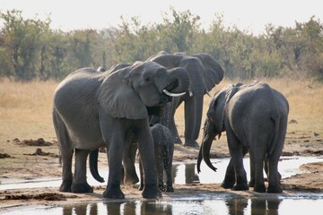 elephants in the river, drinking and bathing