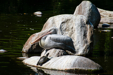 White pelican and water turtle resting on a rock