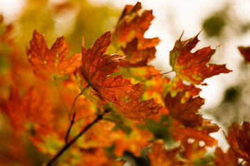 Naklejka na ściany i meble Yellow leaves. Autumn. Close-up. Background.
