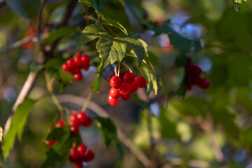 Obraz premium Red berries on a bush