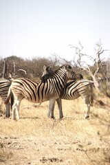 Fototapeta na wymiar Zebras resting on eachother in the african wild 