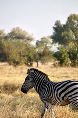 zebra walking in the wild