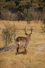 waterbuck grazing in the grasslands of the african wild 