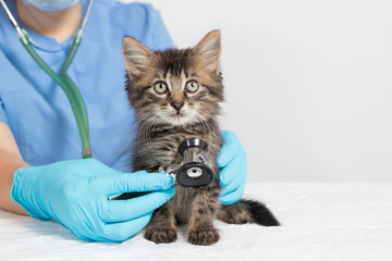 The veterinarian examines the heart and lungs of the kitten with a stethoscope. Veterinary clinic,...