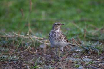 Front profile view of water fig (Anthus spinoletta) walking on grass.