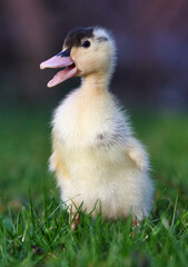 Cute small fluffy duckling outdoor. Yellow baby duck bird on spring green grass discovers life. Organic farming, animal rights