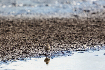 Pectoral sandpiper standing at the water's edge