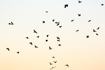 Flock of Jackdaws in the sky at dusk