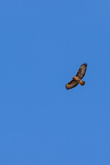 Common Buzzard flying with spread wings against a blue sky