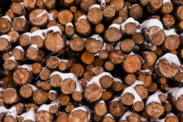 Stack of logs on snowy ground