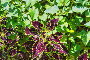 紫色の葉の模様が美しいコリウス