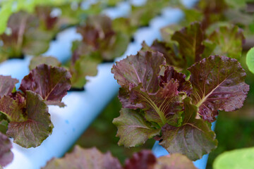 Red Batavia Lettuce in the hydroponics system