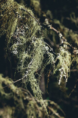 Close up of the moss on Pointe aux Outardes nature park pine trees in Quebec region of Cote Nord,...