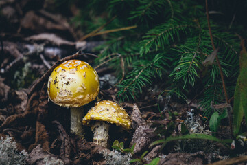 Yellow patches mushrooms, also known as yellow wart or Amanita flavoconia in Pointe aux Outardes nature park in Quebec region of Cote Nord, Canada