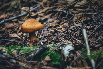 Brown mushroom in Pointe aux Outardes Nature Park, in Quebec region of Cote Nord, Canada