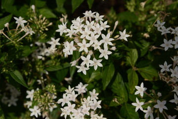 星型をした白い小花の咲く美しい風景