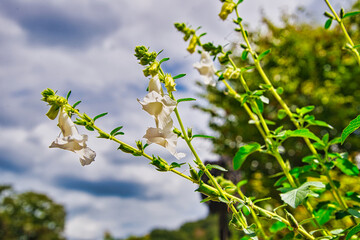 快晴の空を背景に、ベルのような形の花が咲いている風景