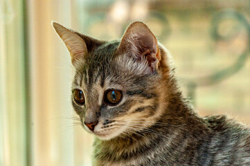 A kitten named Liz, the sister of the Little Black Panther!