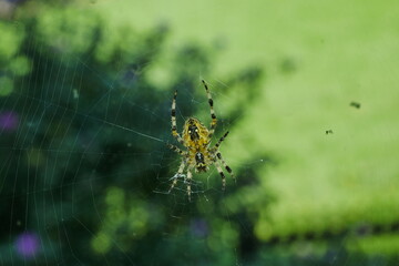 Spinne von Unten
