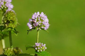 Close up flowering water mint (Mentha aquatica), mint family Lamiaceae. Summer, September, Dutch garden.	 Blurred flowers on the background.