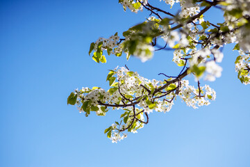 Beautiful flowering cherry tree with blossoms on the background of bright blue sky