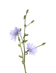 Beautiful chicory plant with light blue flowers isolated on white