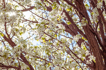 Plum blossoms on branches of a plum tree lit by sunlight. Background or texture for spring