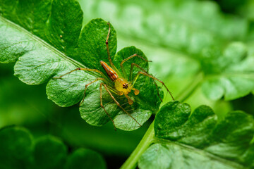 small spider on green leaf