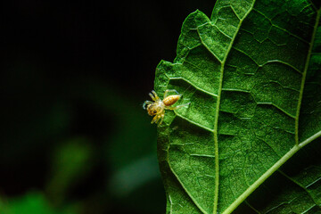 small spider on green leaf