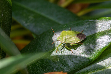 Stinkwanze auf Rhododendronblatt