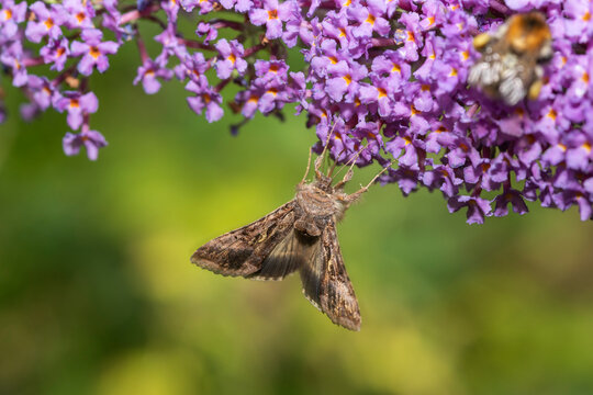 Gammaeule an Sommerflieder