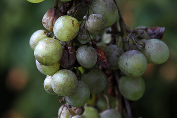 Detail of Plasmopara viticola, Mildew a plant disease on white grapes causing a lot of damage and brown leathery grapes, hanging on the vine in bright sunshine in the vinyard.