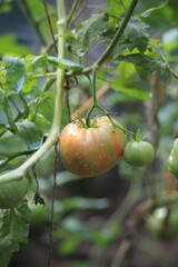 Ripening tomatoes on a branch in the greenhouse. High quality photo